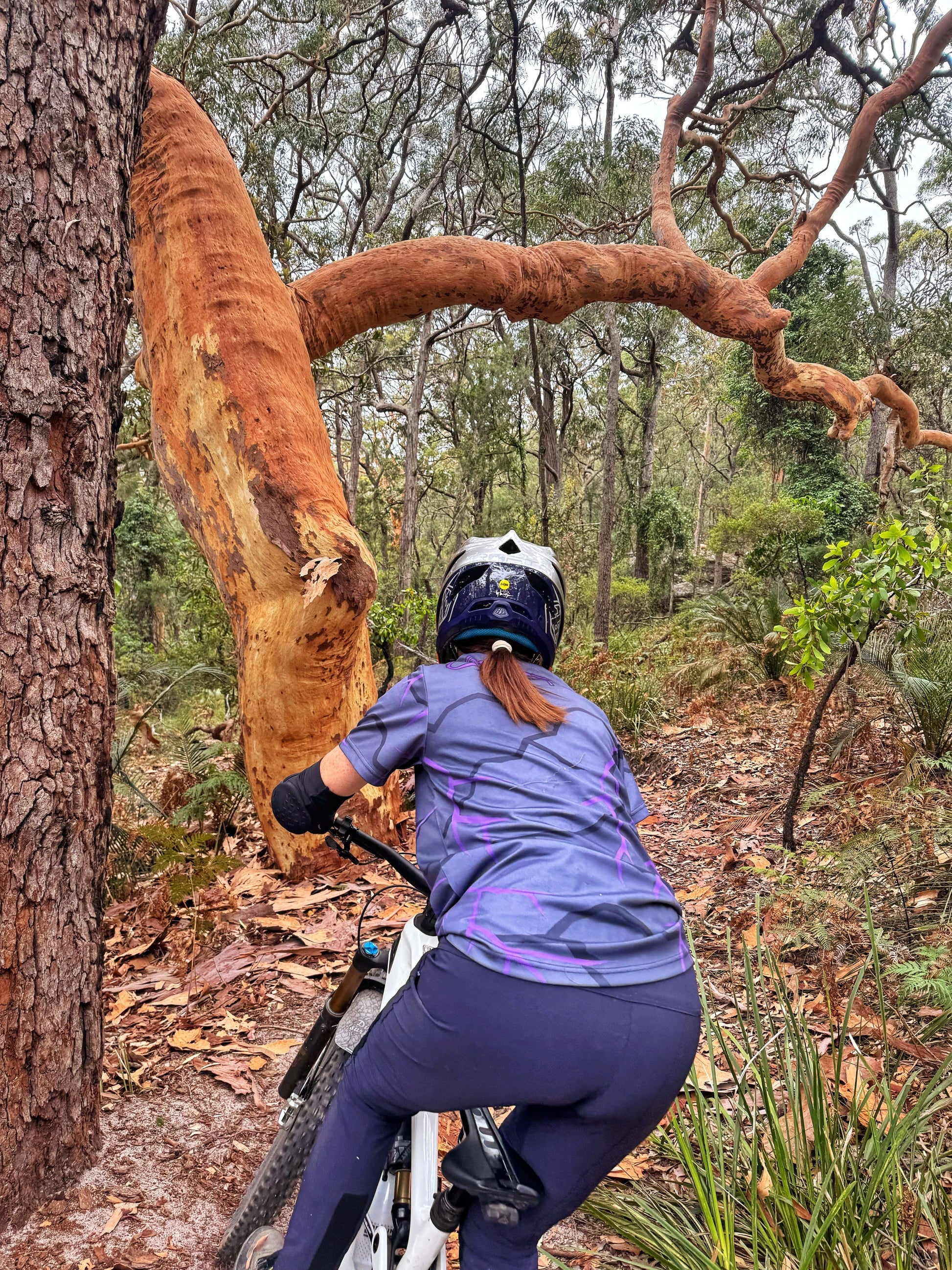 Person riding a bike through a forest with a large tree trunk in the foreground
